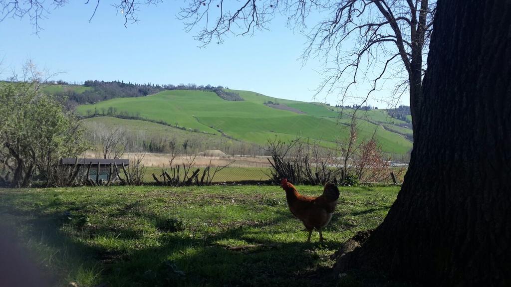 Agriturismo Molino Nuovo Castel San Pietro Terme Exterior foto